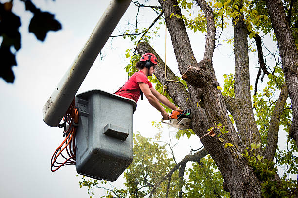 Palm Tree Trimming in Willow Grove, PA